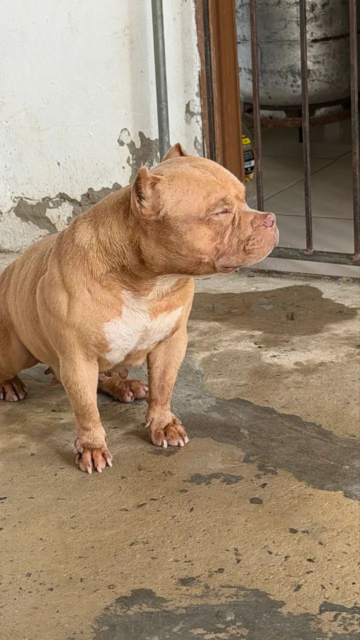 American Bully Micro - Foto 2