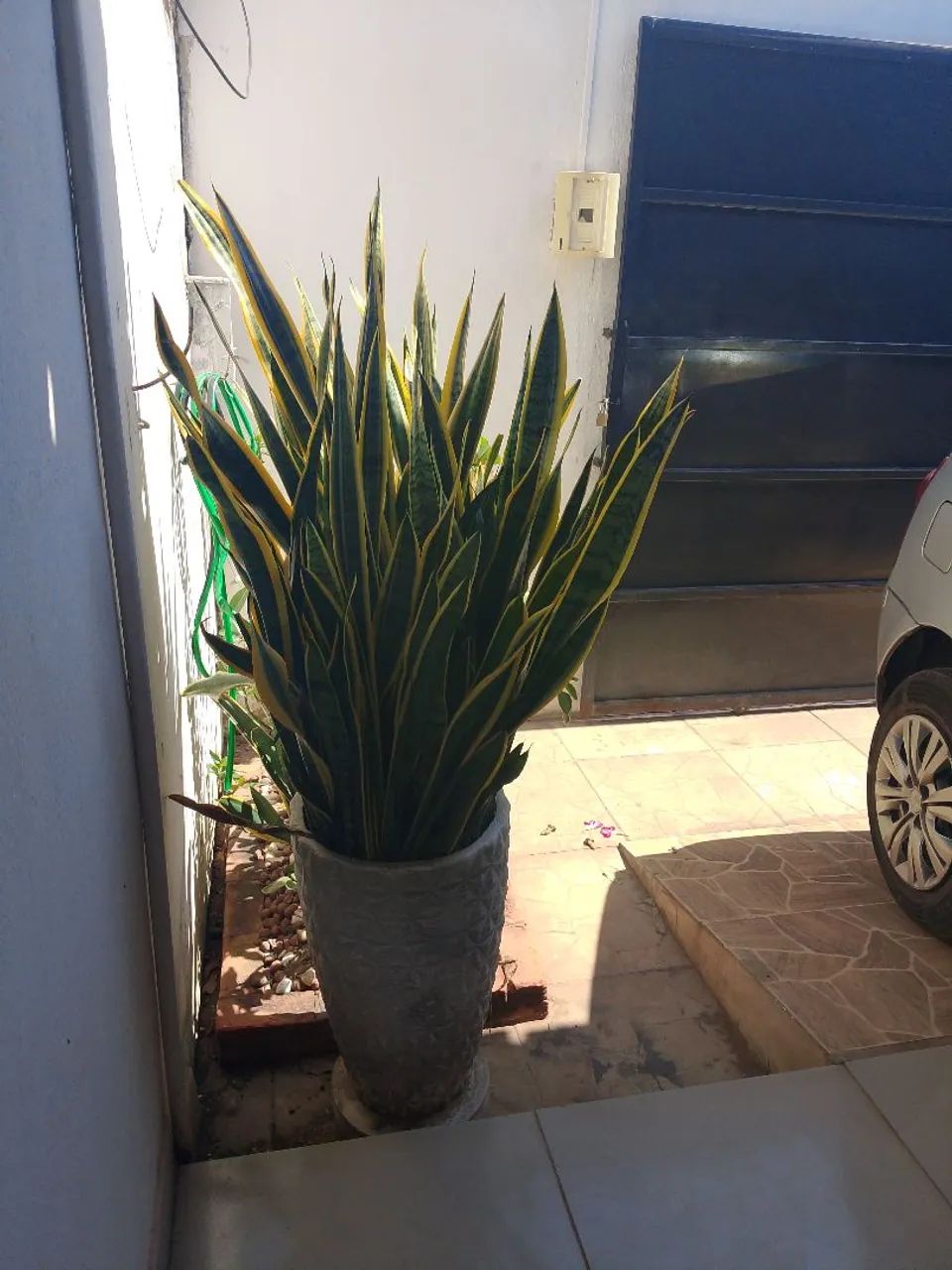 Vaso com planta espada de são Jorge  - Foto 2