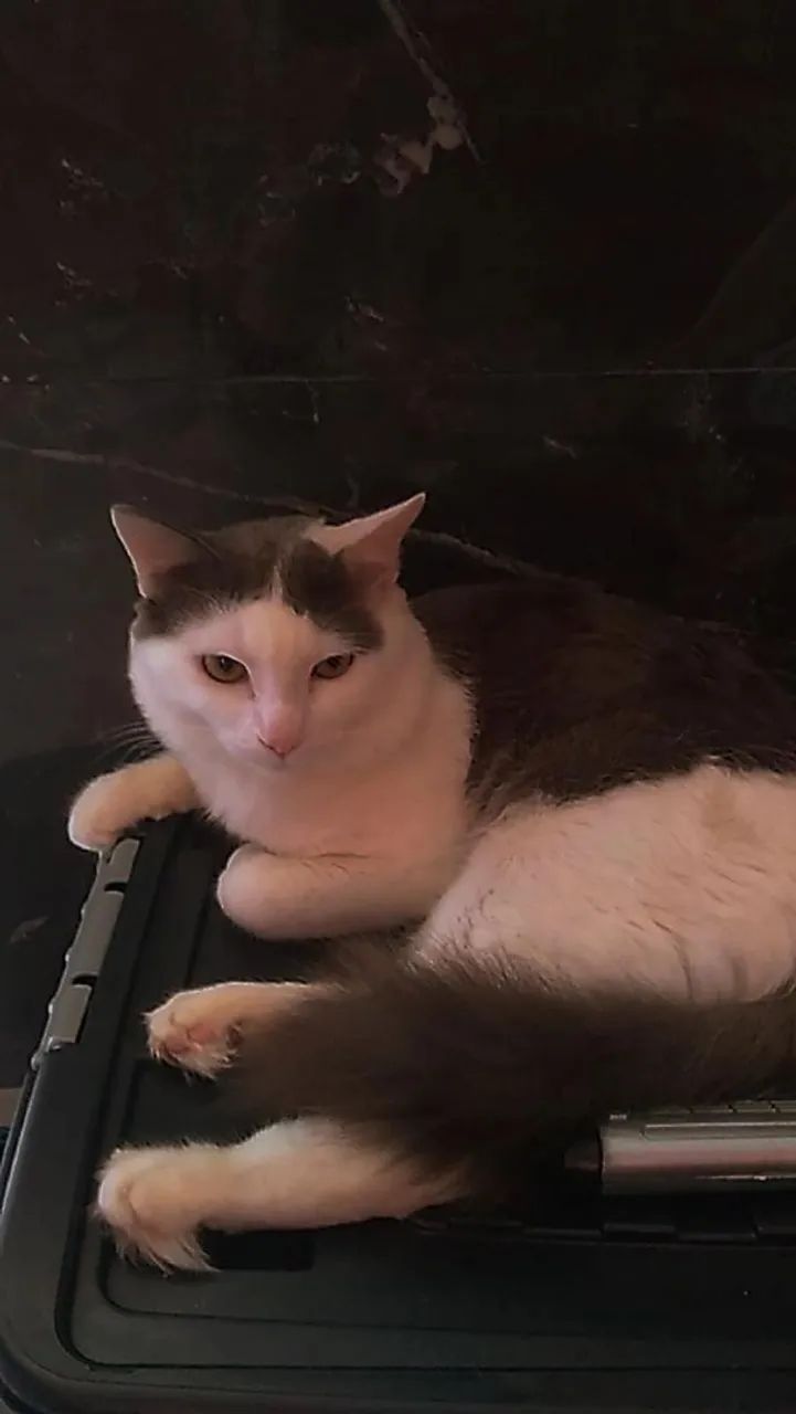 Procura-se um lar para meus gatos - Foto 4