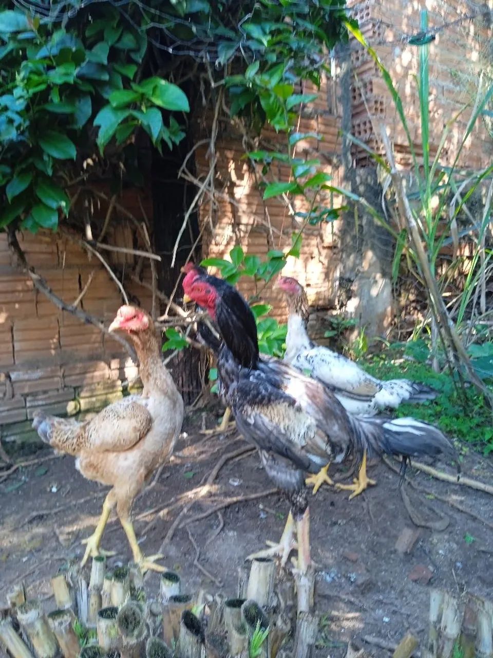 Frango índio gigante  - Foto 4