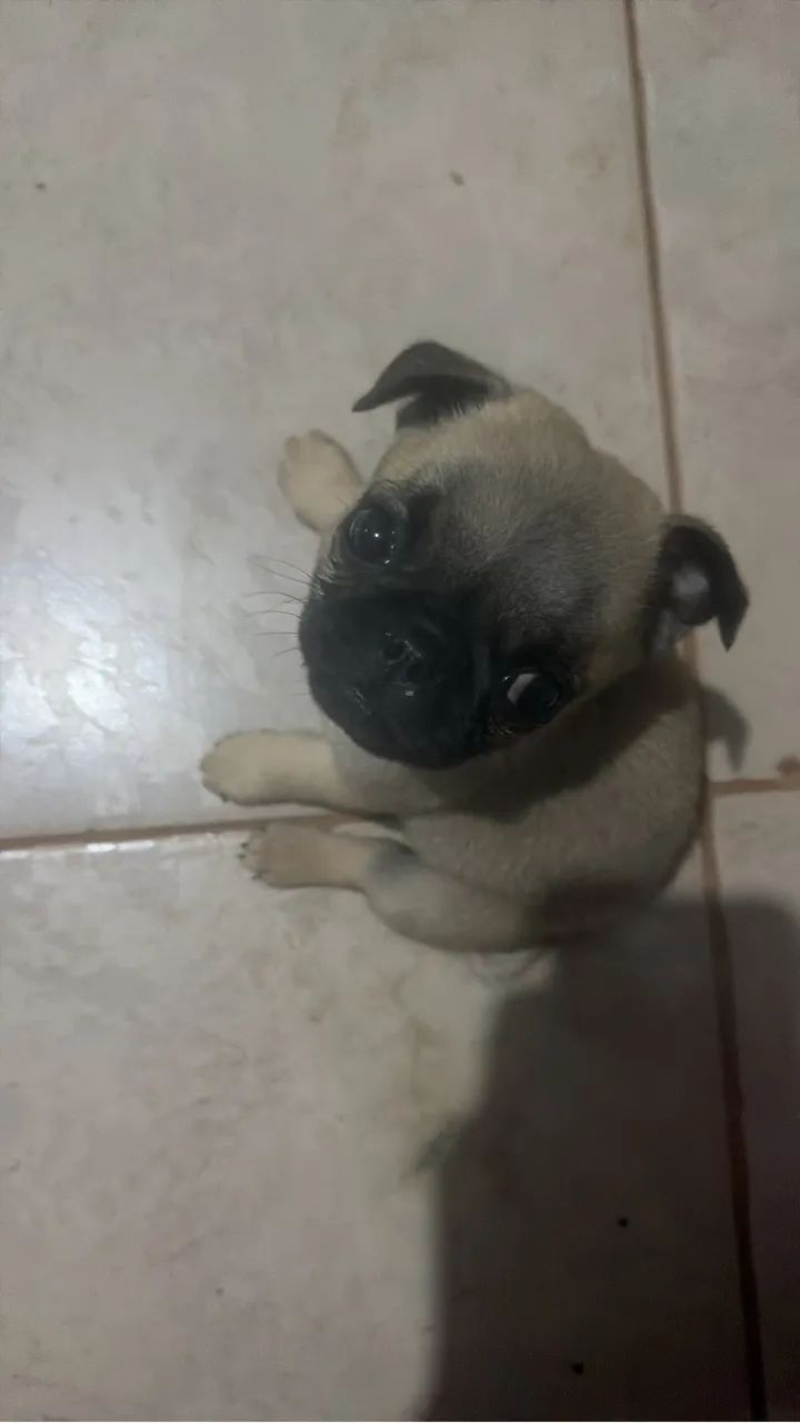 Pug - Foto 5