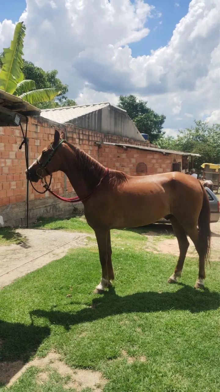 Cavalo manga larga paulista - Foto 2