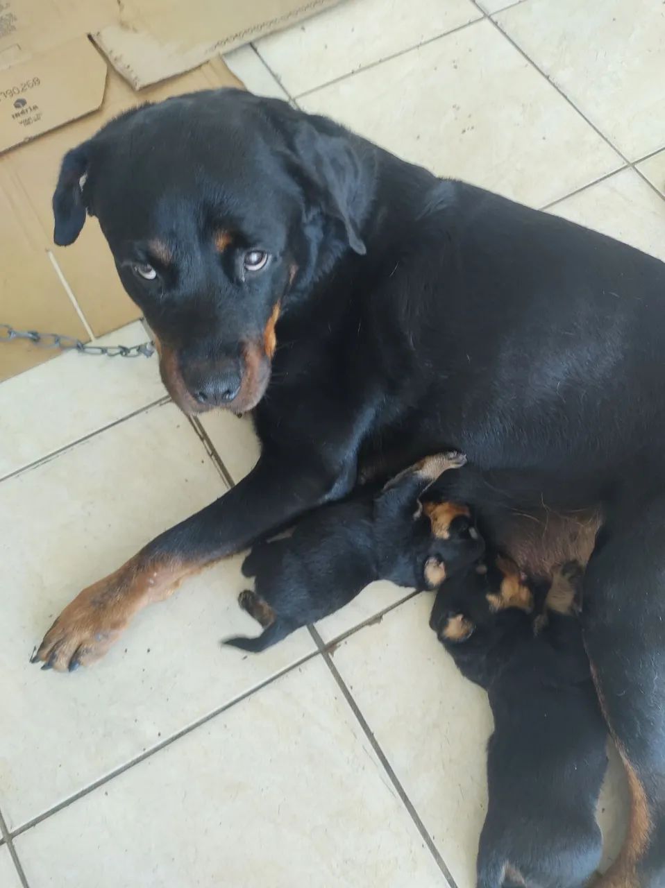 Lindos Filhotes de Rottweilers Alemães  - Foto 3