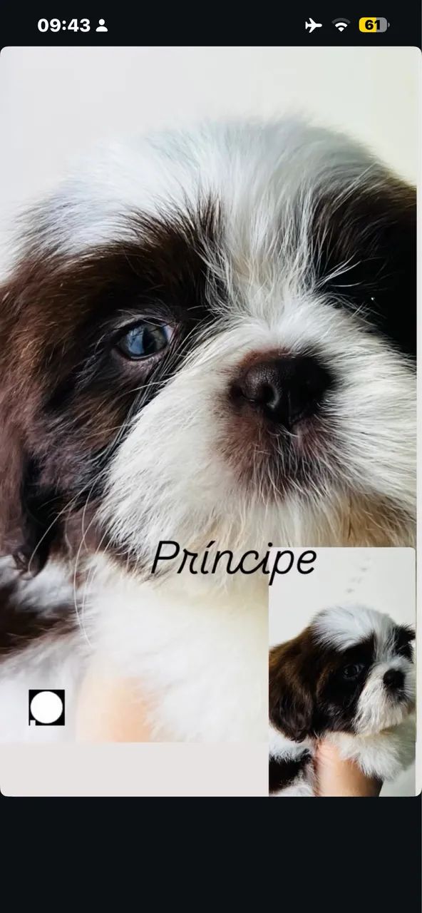 Shihtzu  - Foto 2