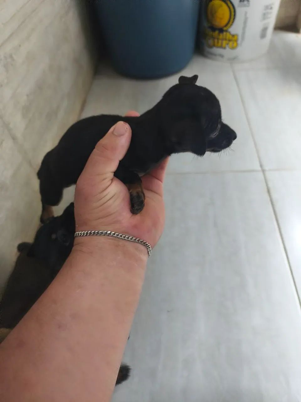 Miniatura Pinscher  - Foto 3