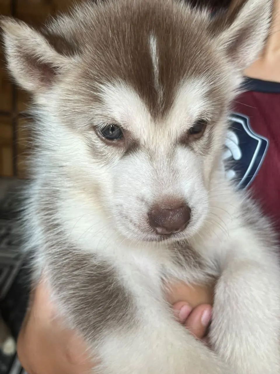 Cachorro husky siberiano  - Foto 3