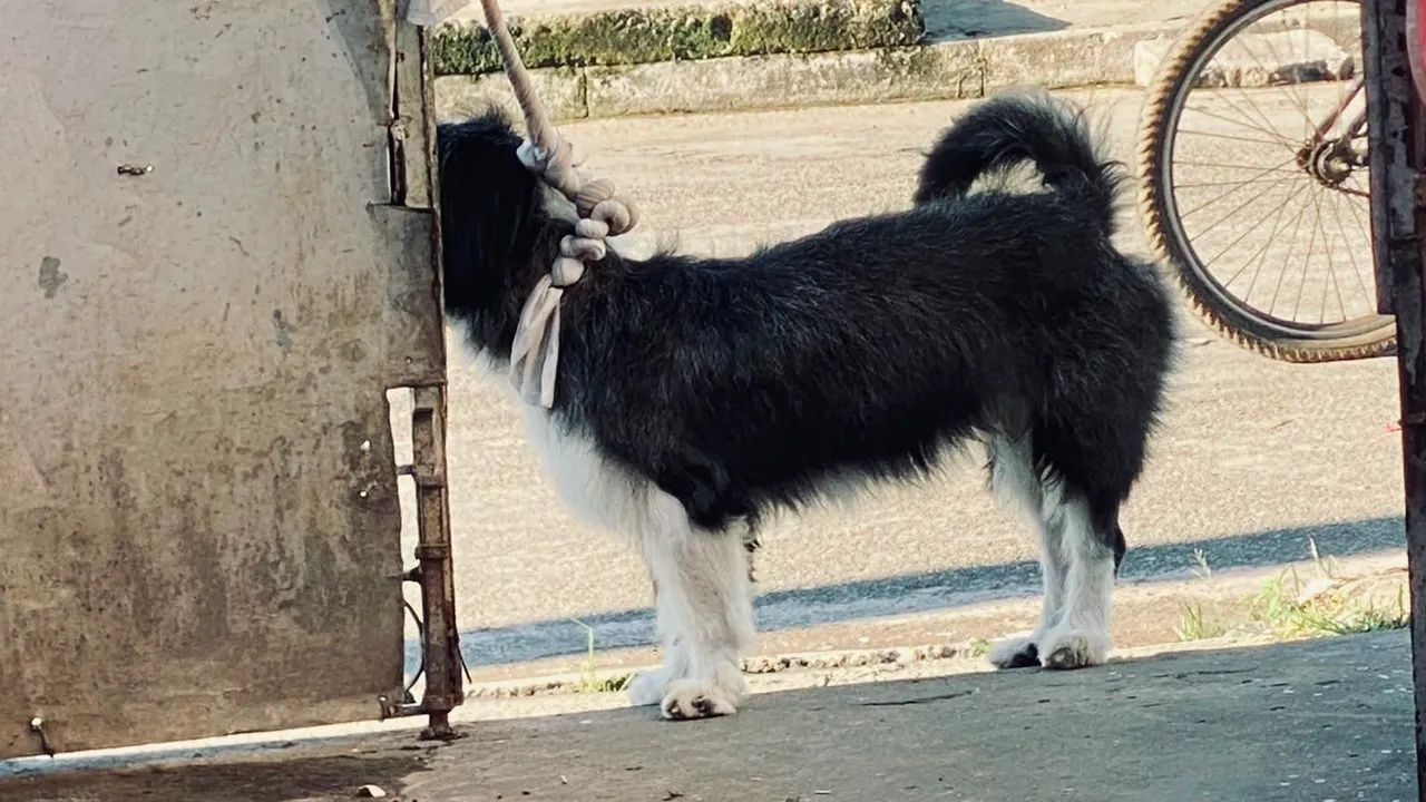 Cachorra poodle para vender. - Foto 2
