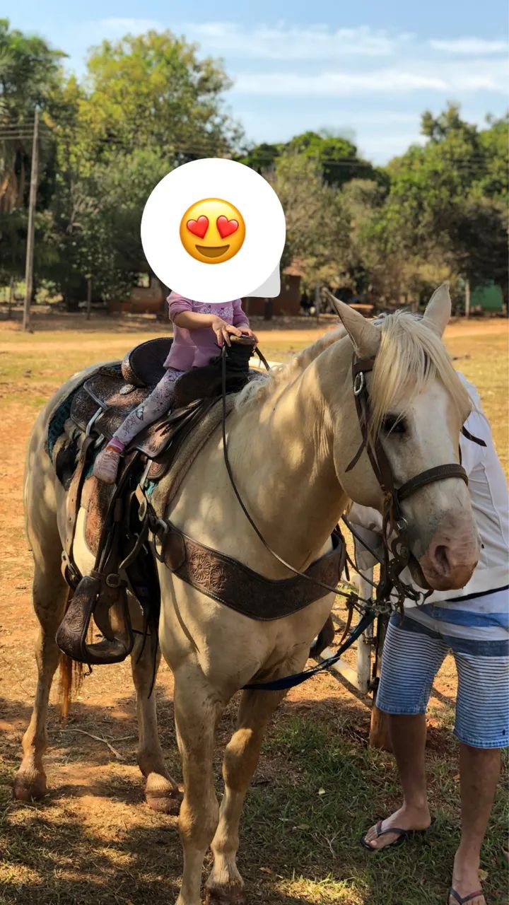 Cavalo Quarto de Milha  