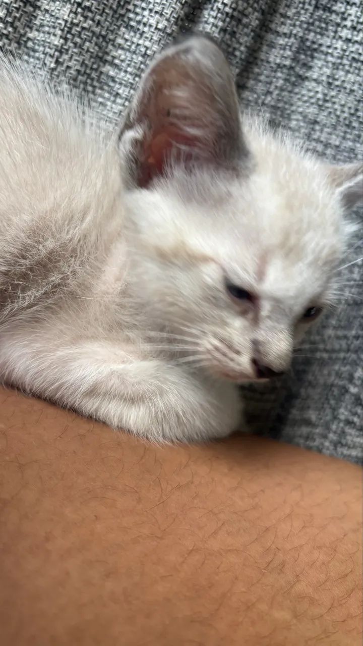 Gatinha para doação  - Foto 6
