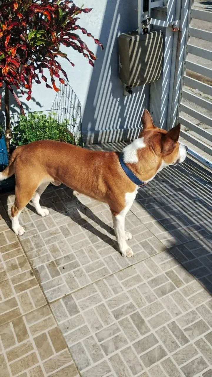 Adoção cachorro - Max - Foto 2