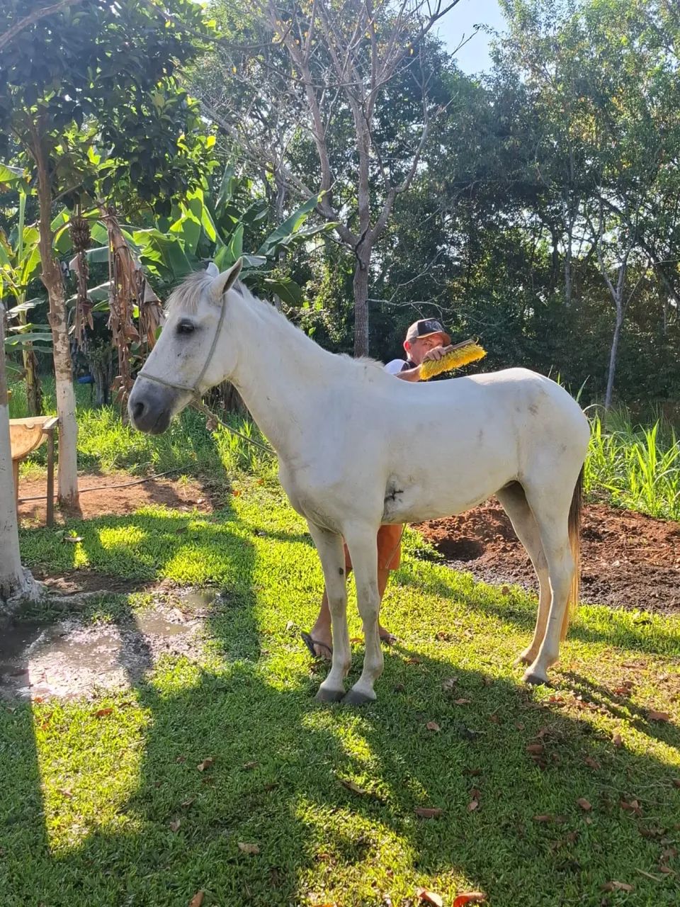 vendo égua  - Foto 2