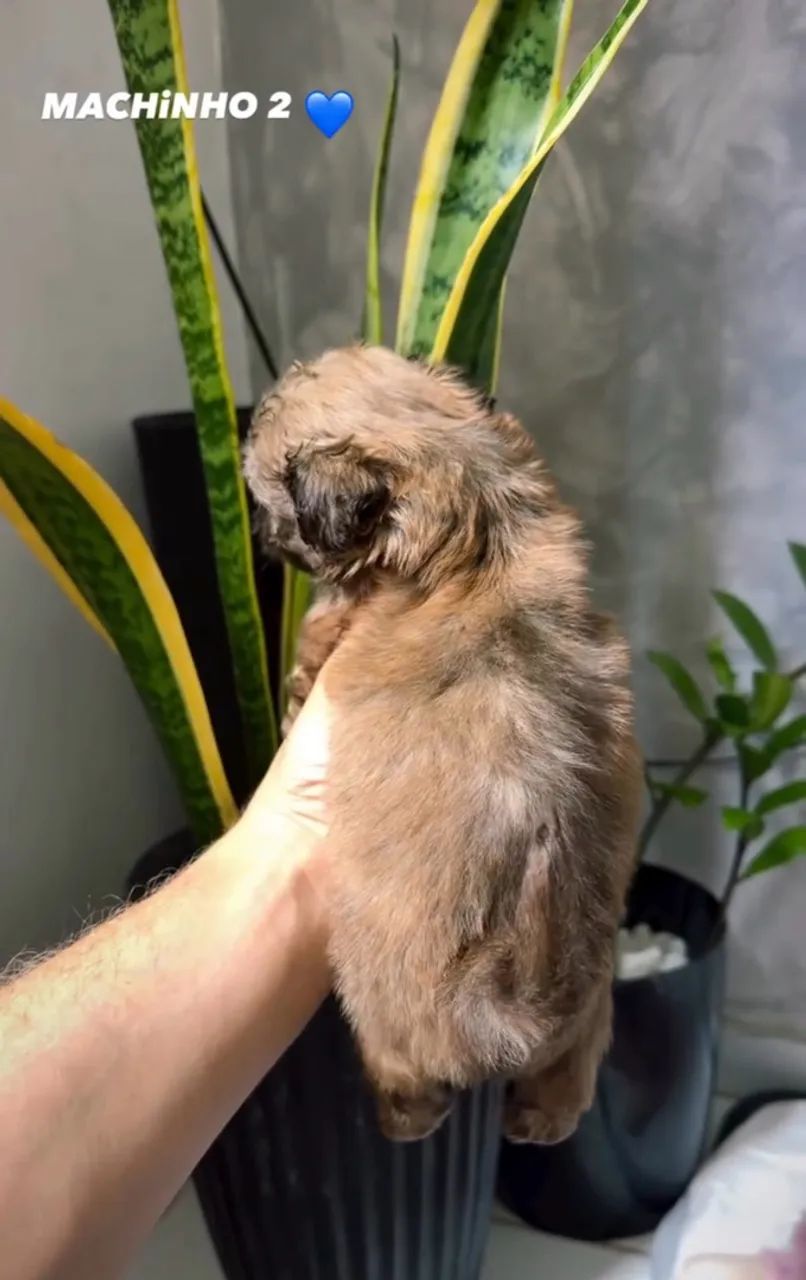 FILHOTES DE SHIHTZU MACHO - Foto 2