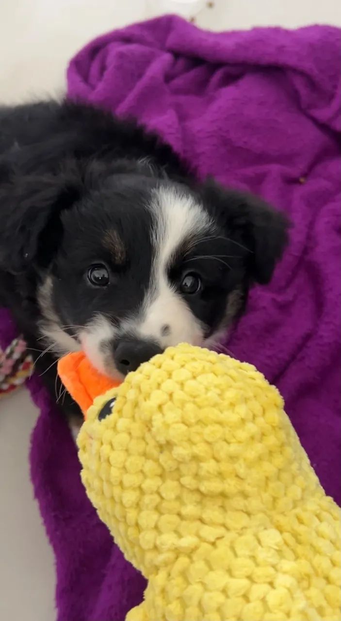 Border collie - Foto 4