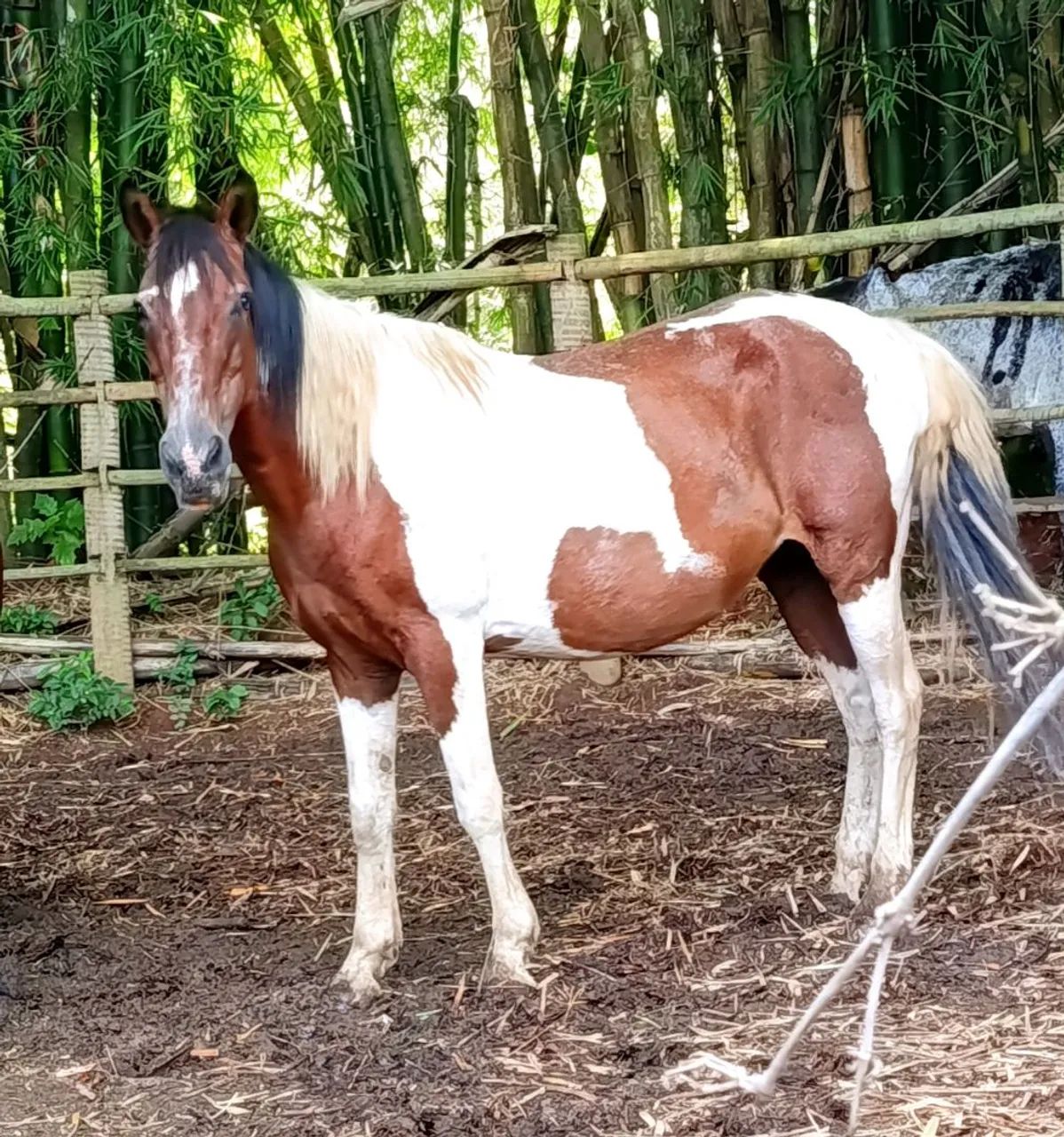 Égua pampa  - Foto 3
