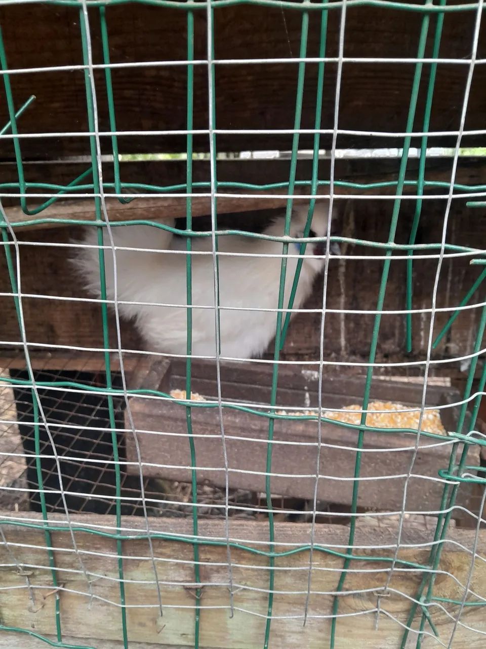 Galo sedosa
