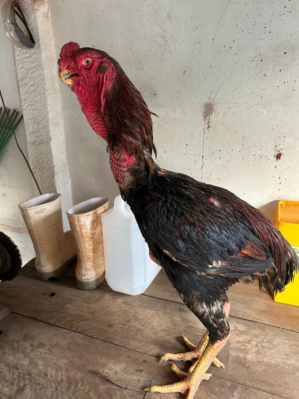 Frango 