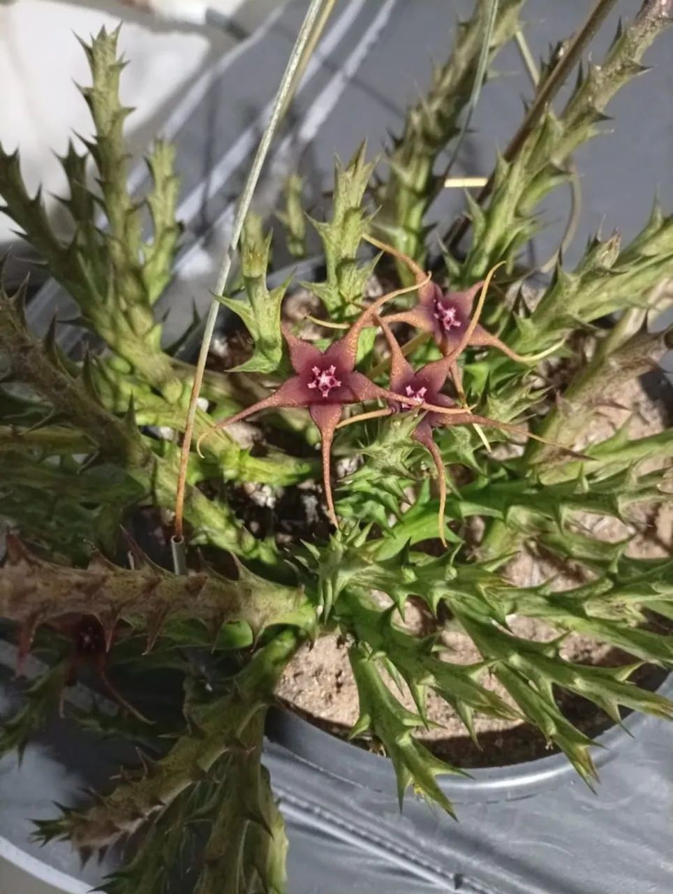 Plantas  - Foto 2