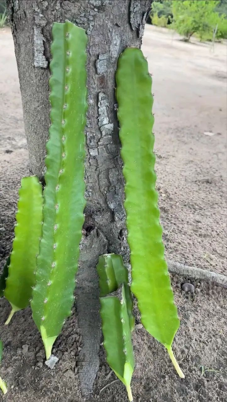 Muda de Pitaya  - Foto 2