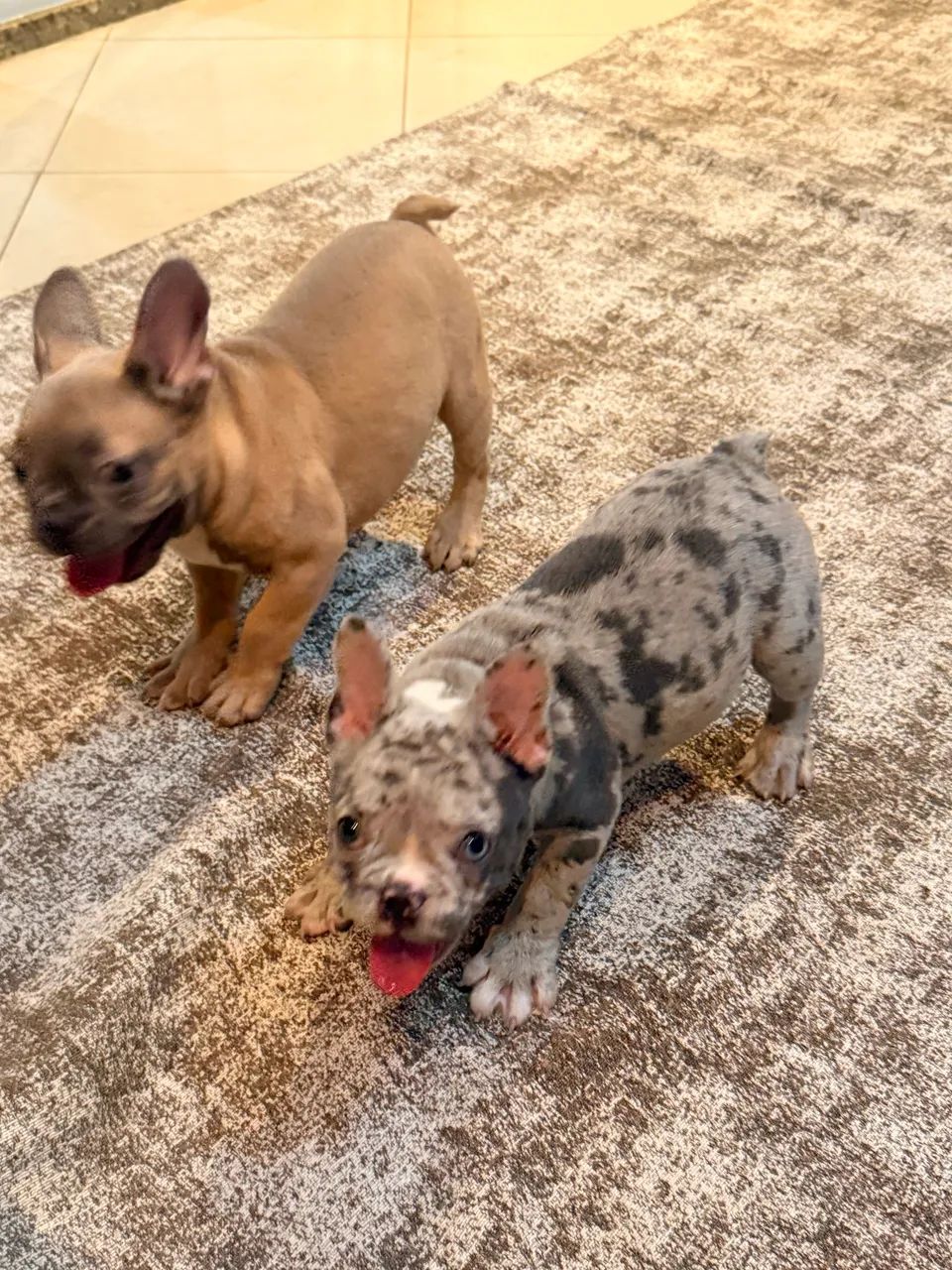 Buldogue francês exótico  - Foto 3