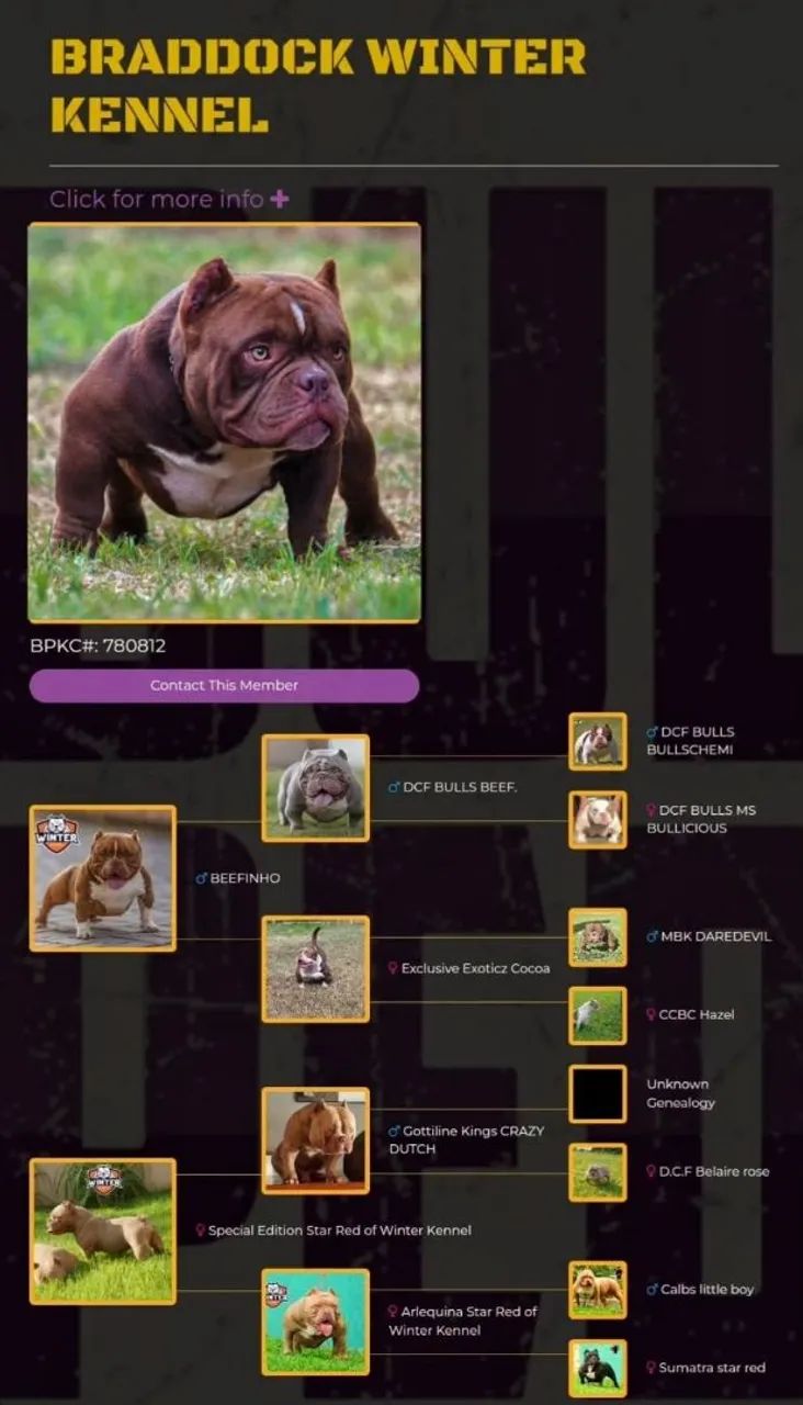 American Bully - Cachorros - Santo Onofre, Viamão 1471516344 | OLX