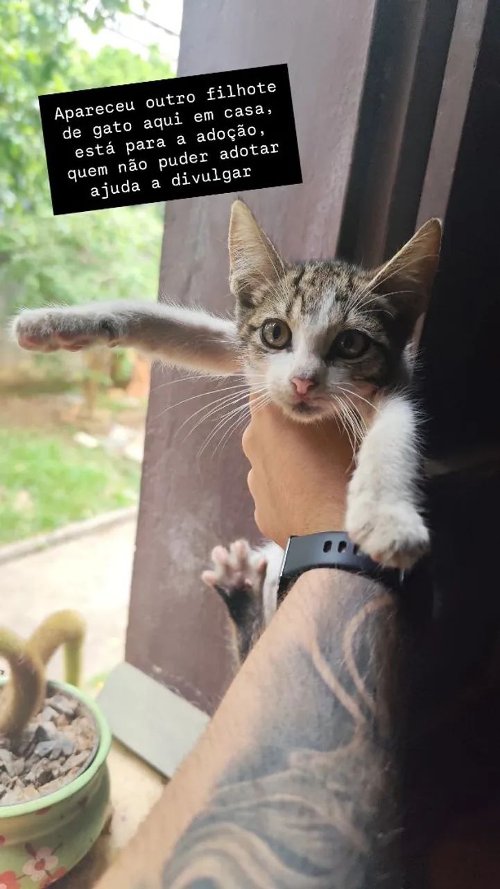 Adoção Gato Fêmea 3-4 meses 