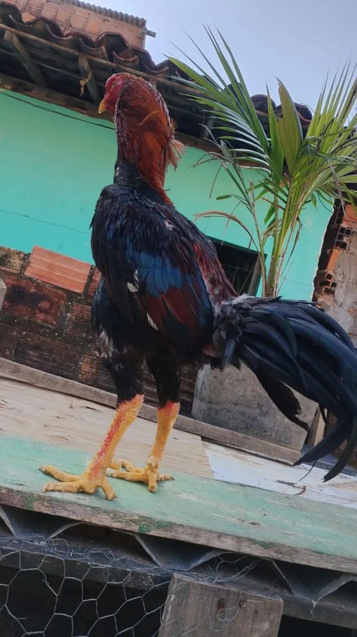 Galo - Foto 3
