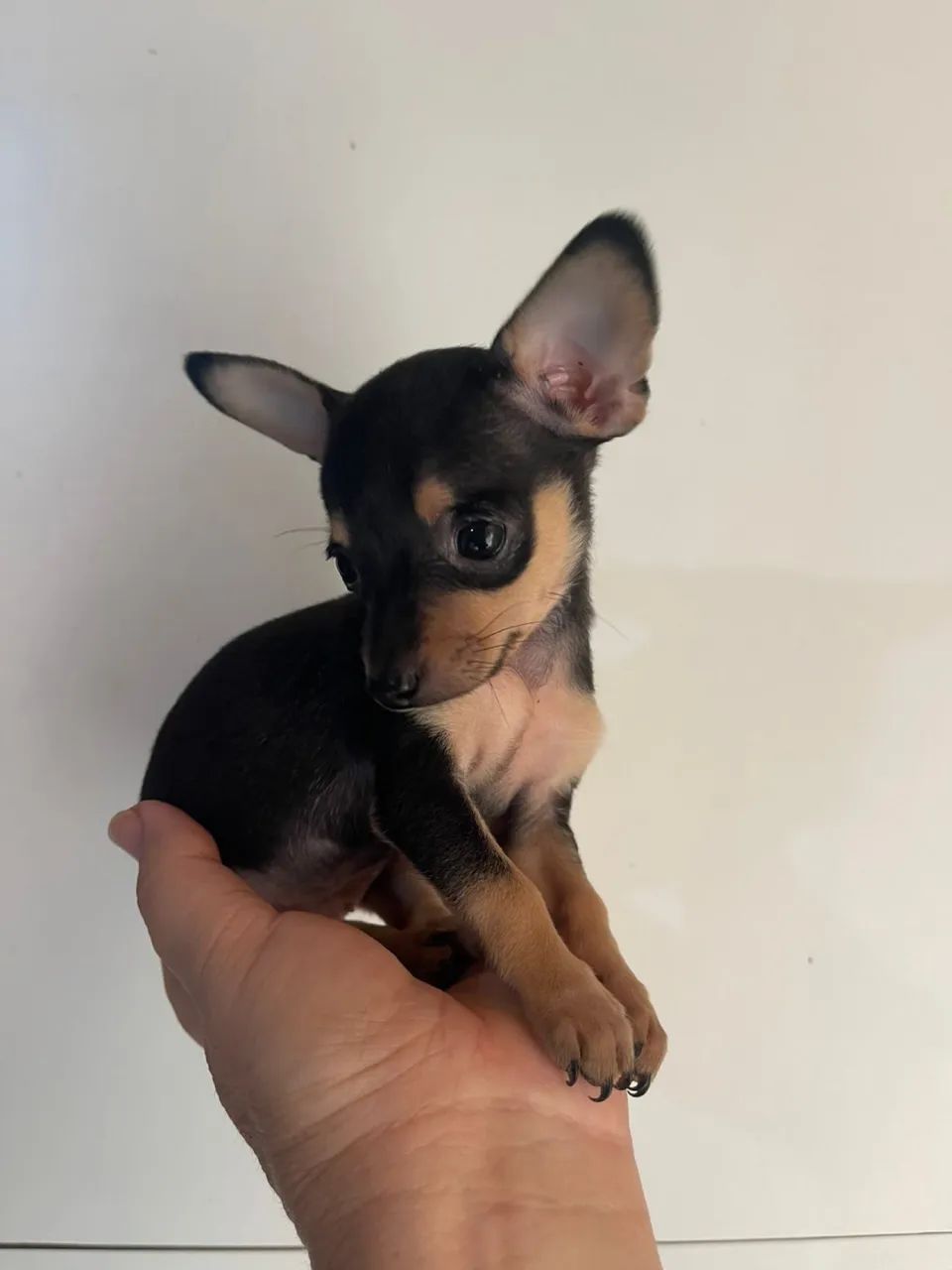Pinscher 