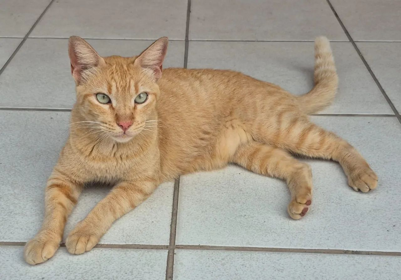Gato laranja adoção responsável  - Foto 3