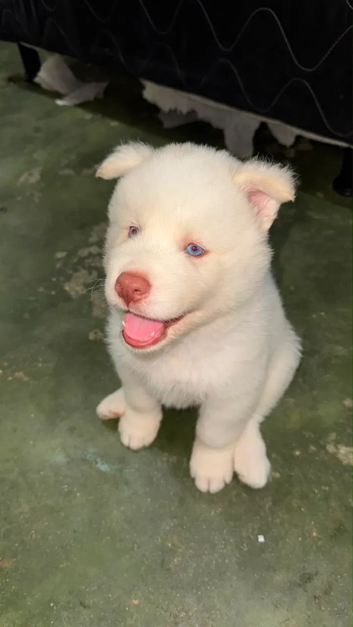 Cachorro 
