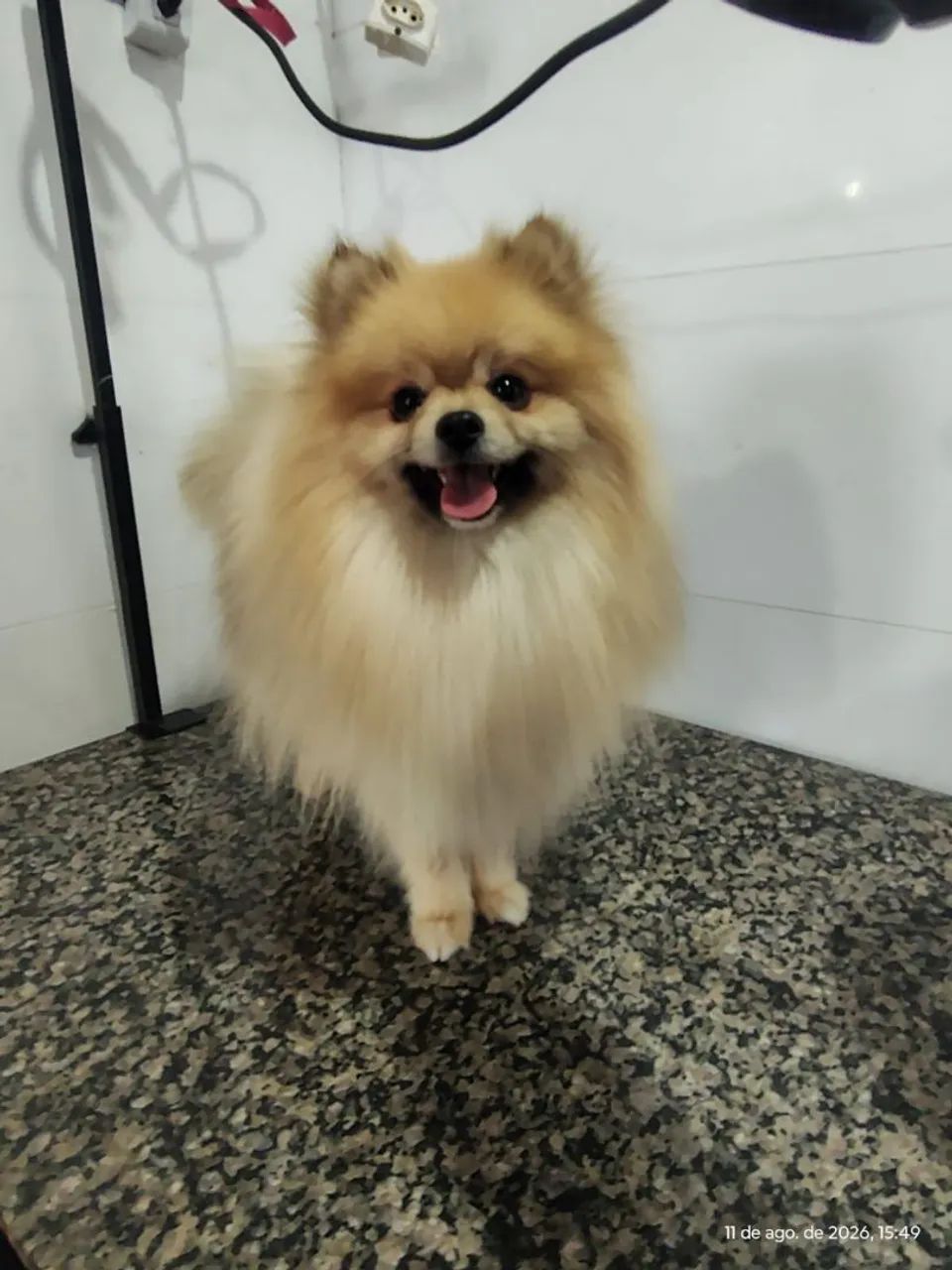 Lulu da pomeranea  - Foto 3