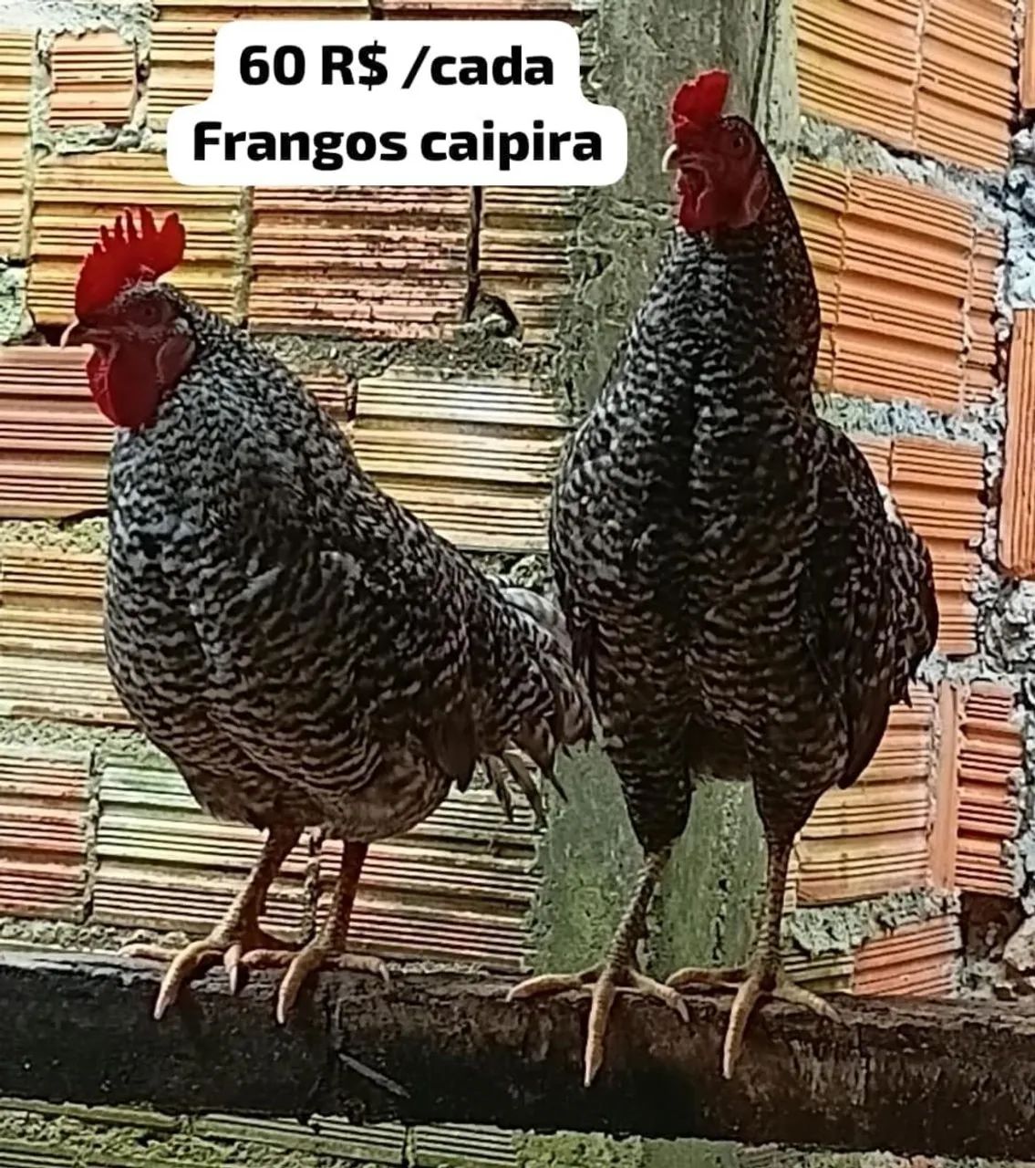 Frangos Caipira