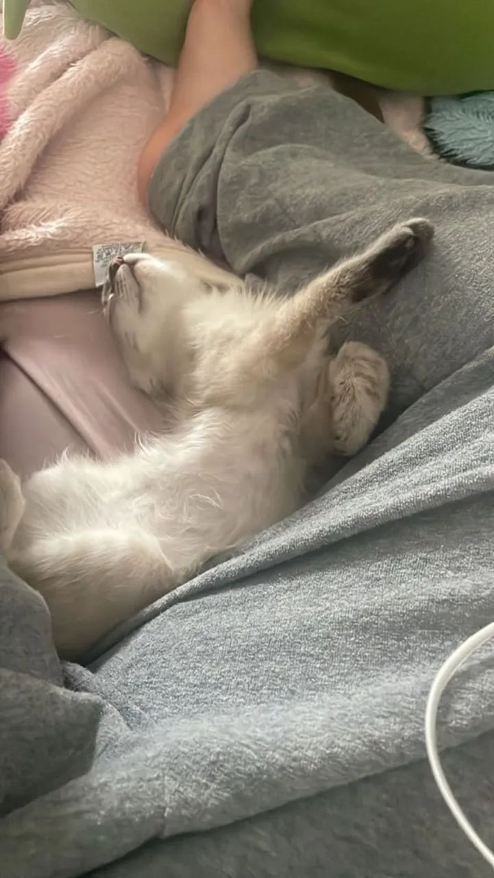 Gatinho macho para adoção responsável  - Foto 4