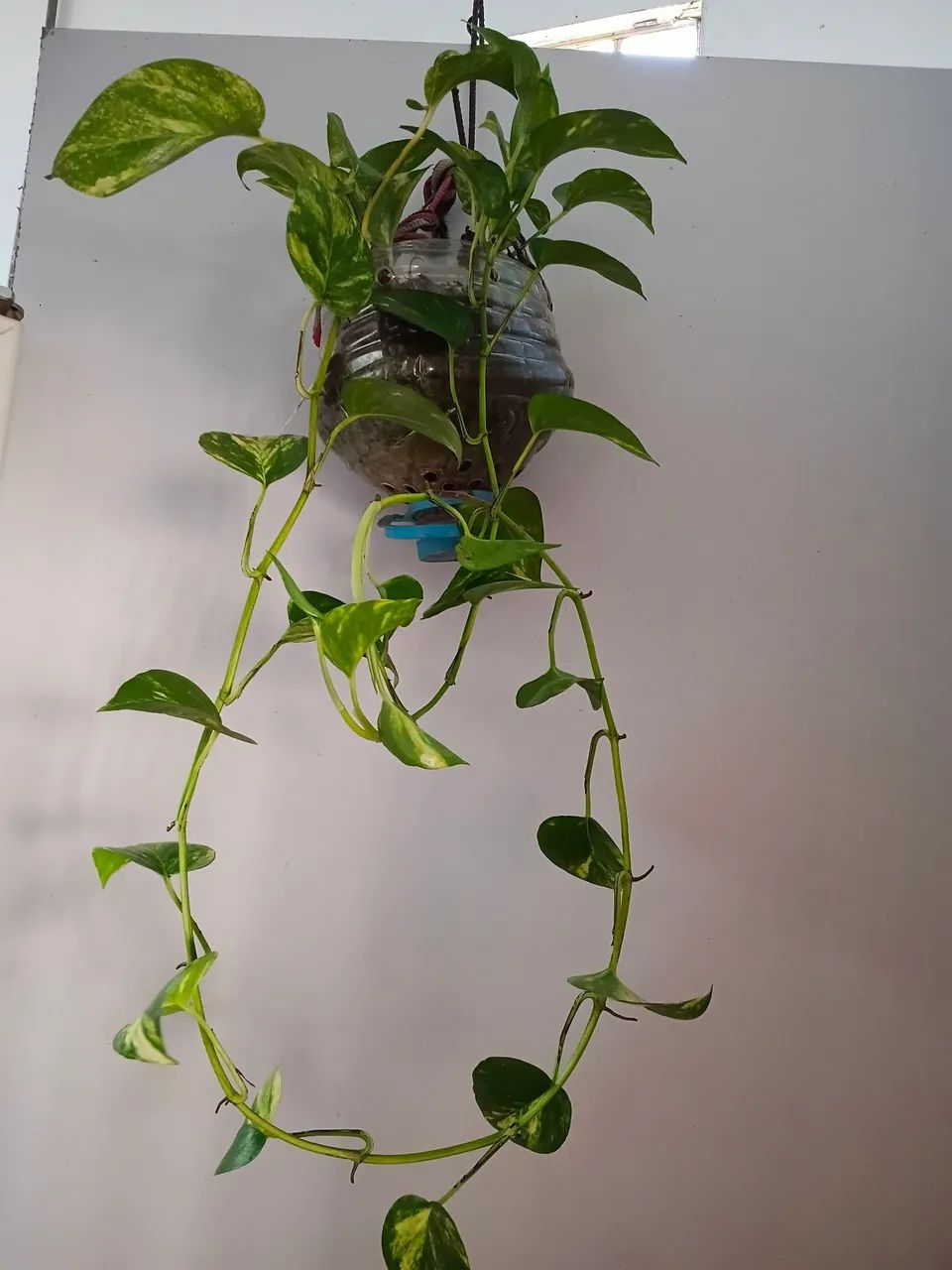 Plantas  - Foto 2