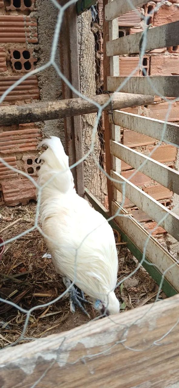 Galos e galinhas  - Foto 4