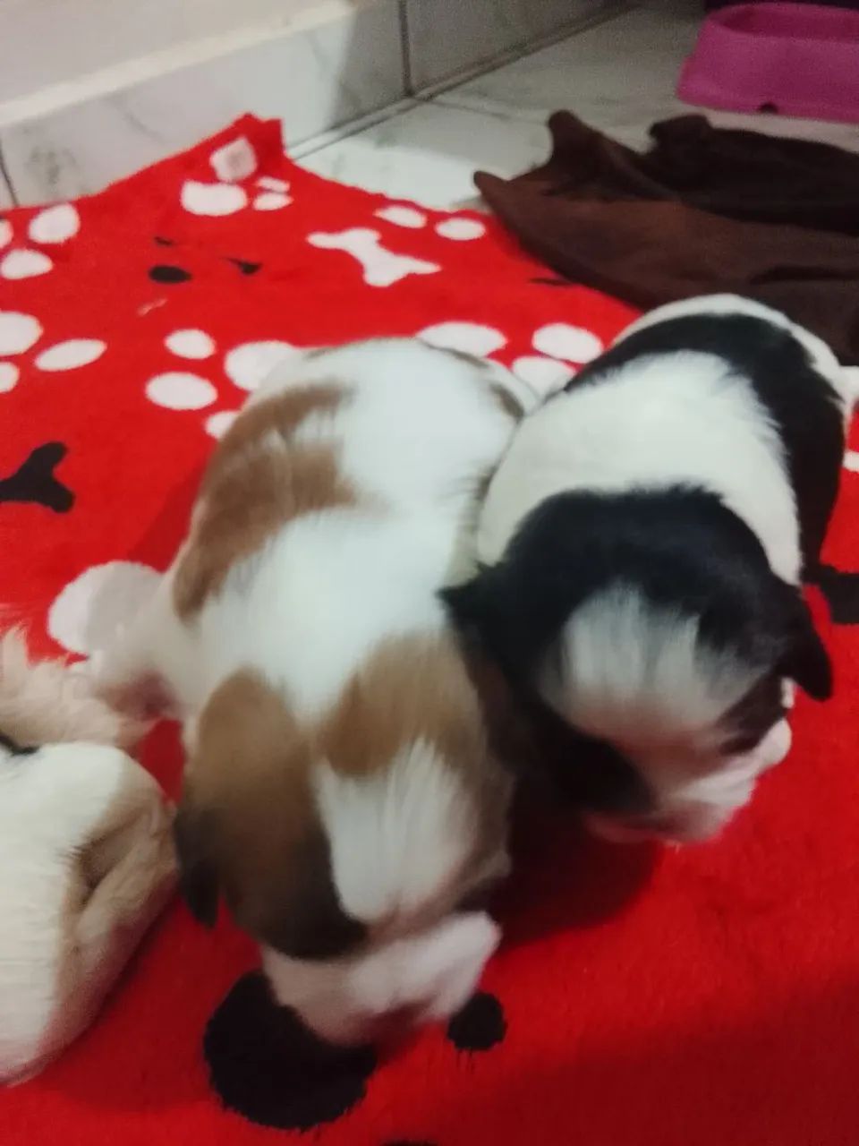 Filhote de shih Tzu - Foto 3