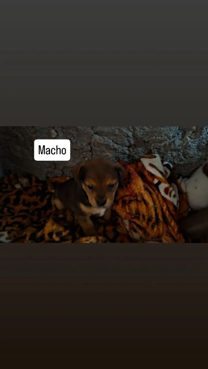Cachorrinho pra doação  - Foto 3