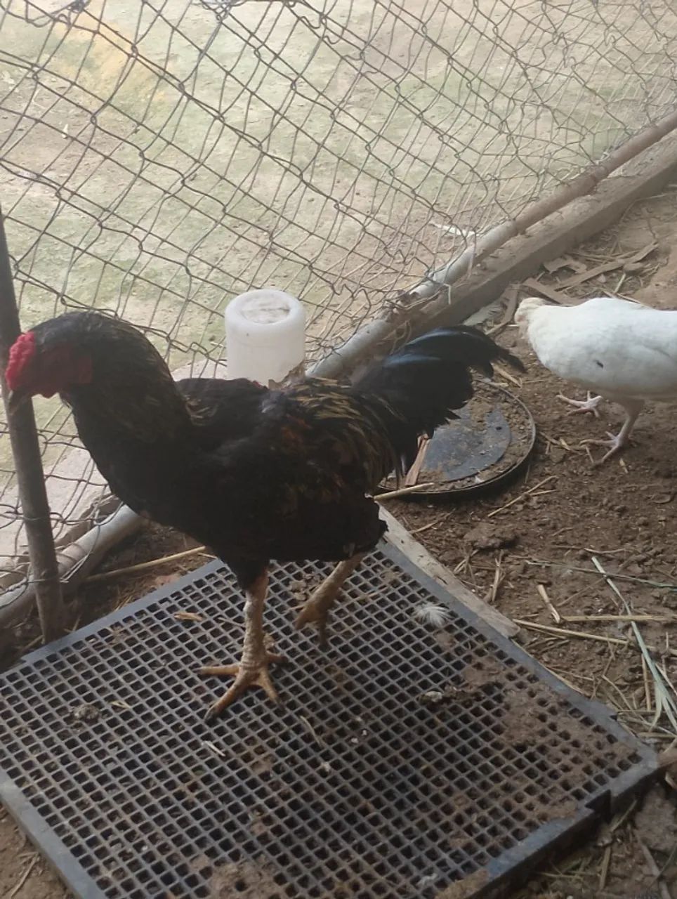 Animais  - Foto 2