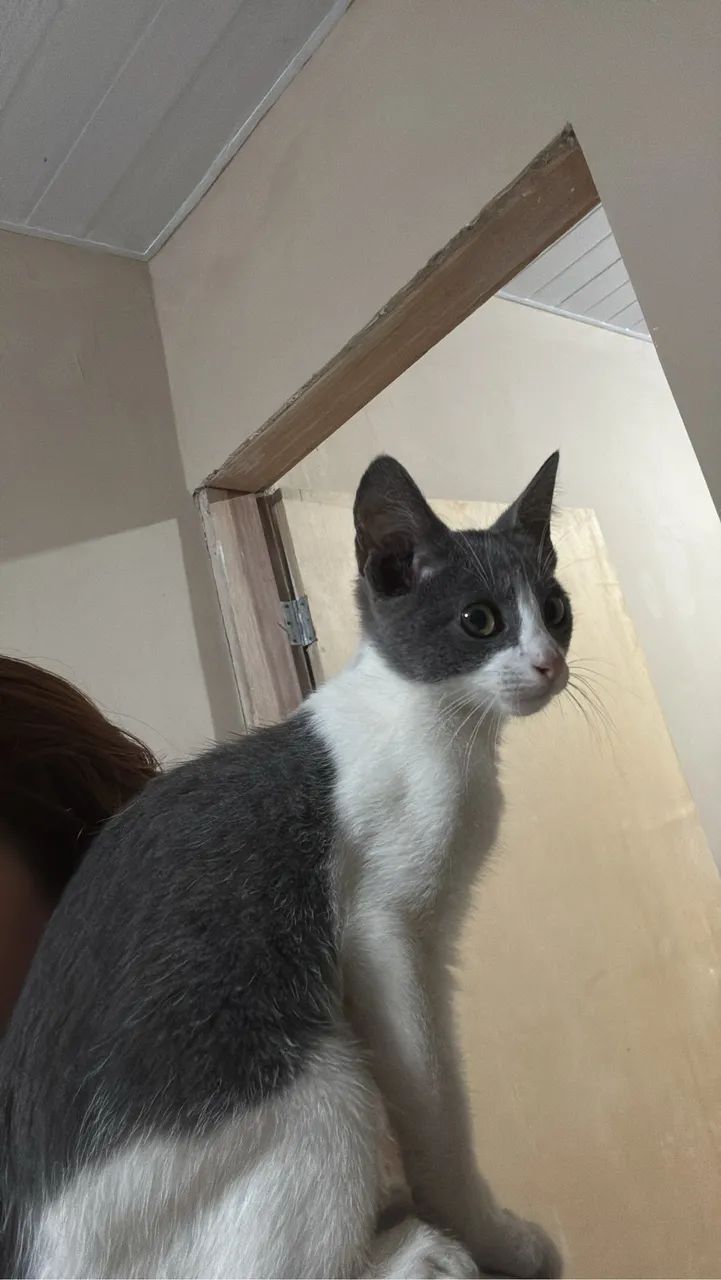 DOA-SE GATINHO  - Foto 3