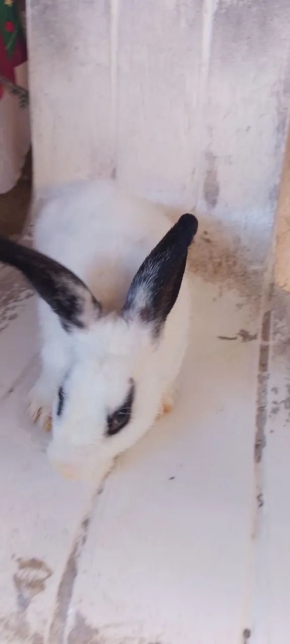 Coelhos reprodutor  - Foto 2