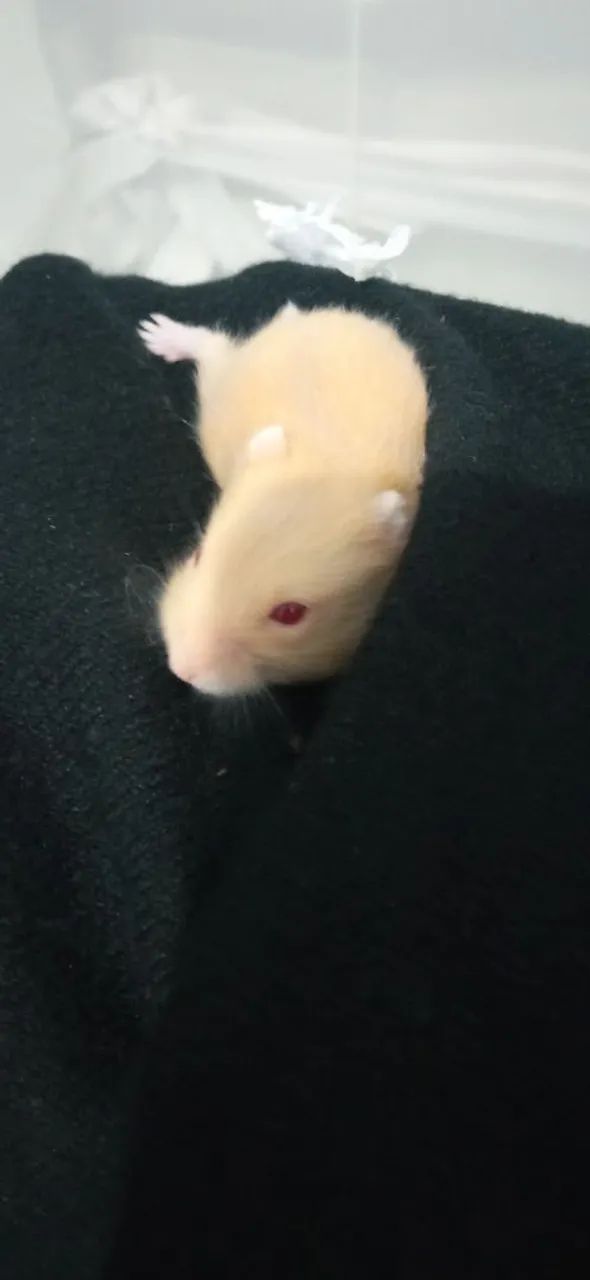 Filhotes de hamster anão russo - Foto 4