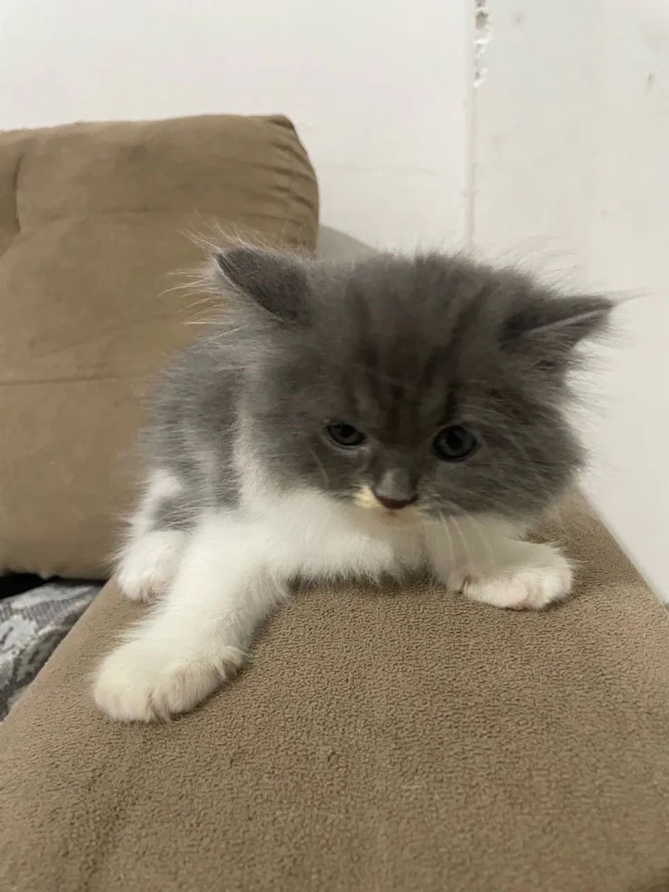 Gato persa macho - Foto 4