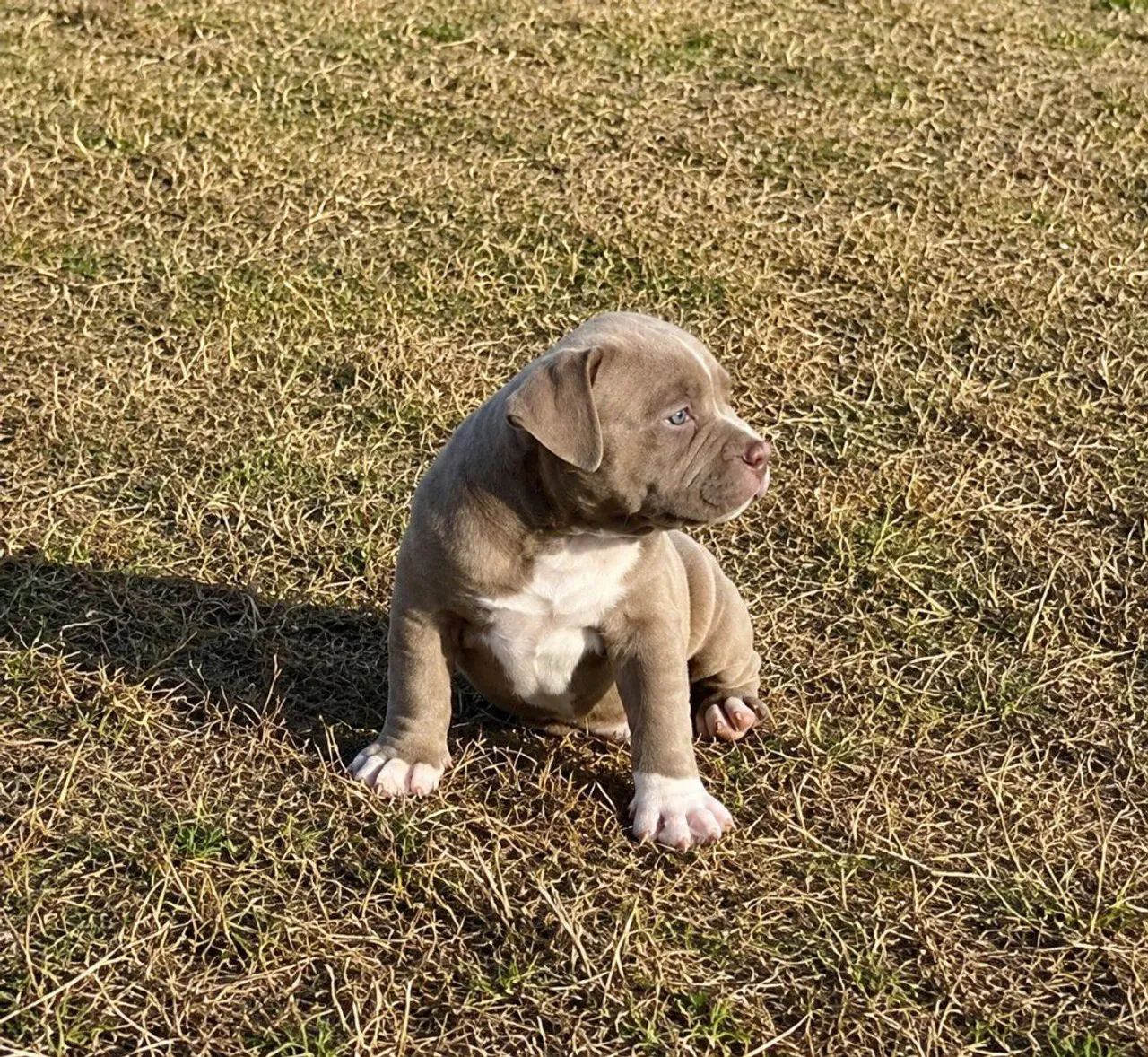 American Bully Pocket  - Foto 3