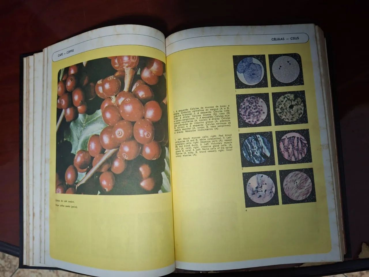DICIONARIO ILUSTRADO MICHAELIS - Foto 3