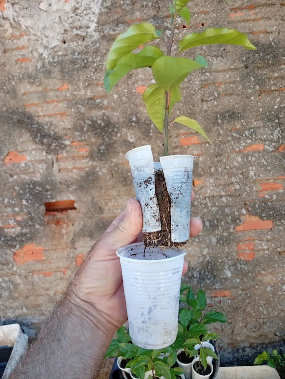 4 mudas de maracujá