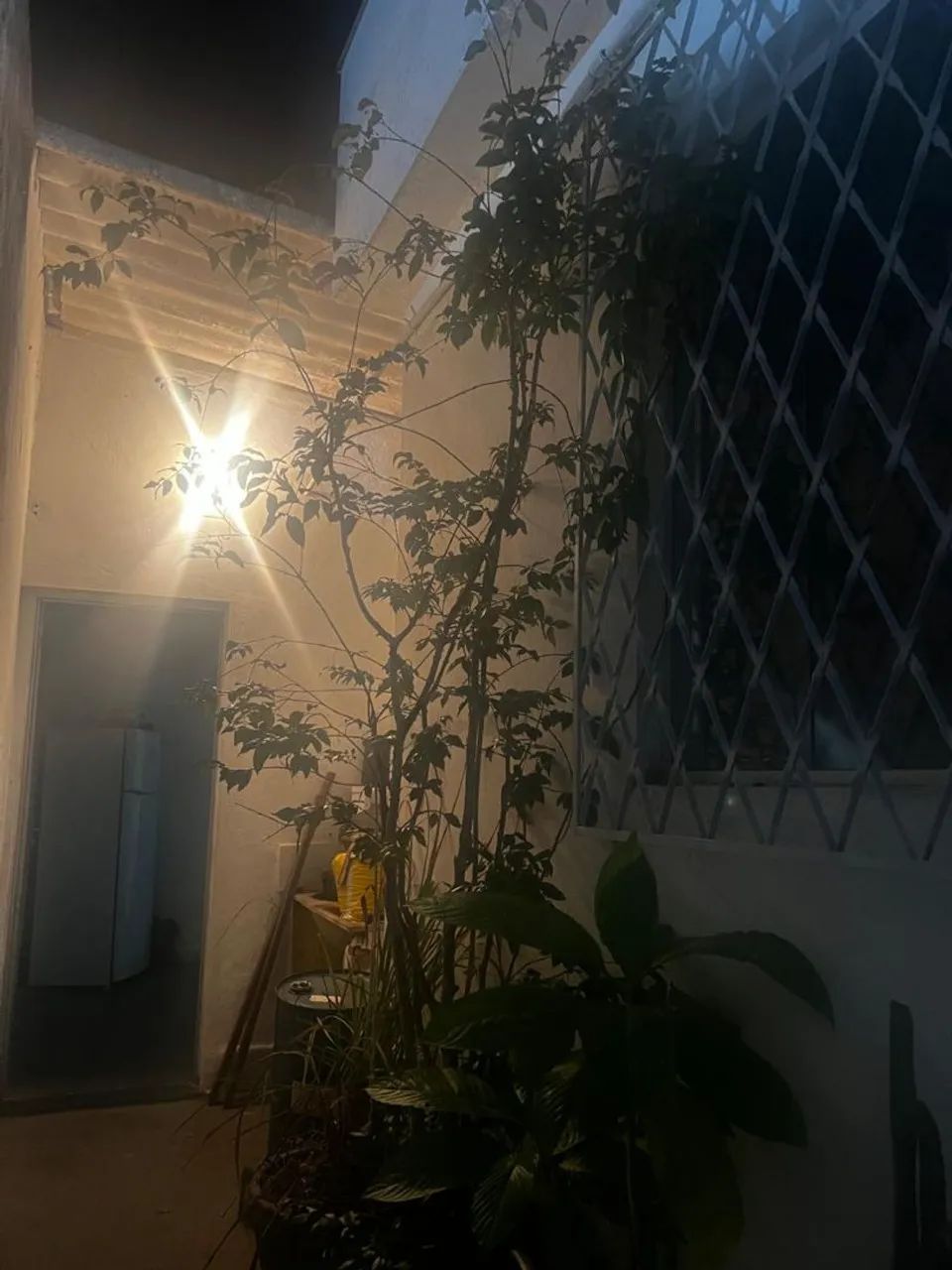 Vende-se jabuticaba 
