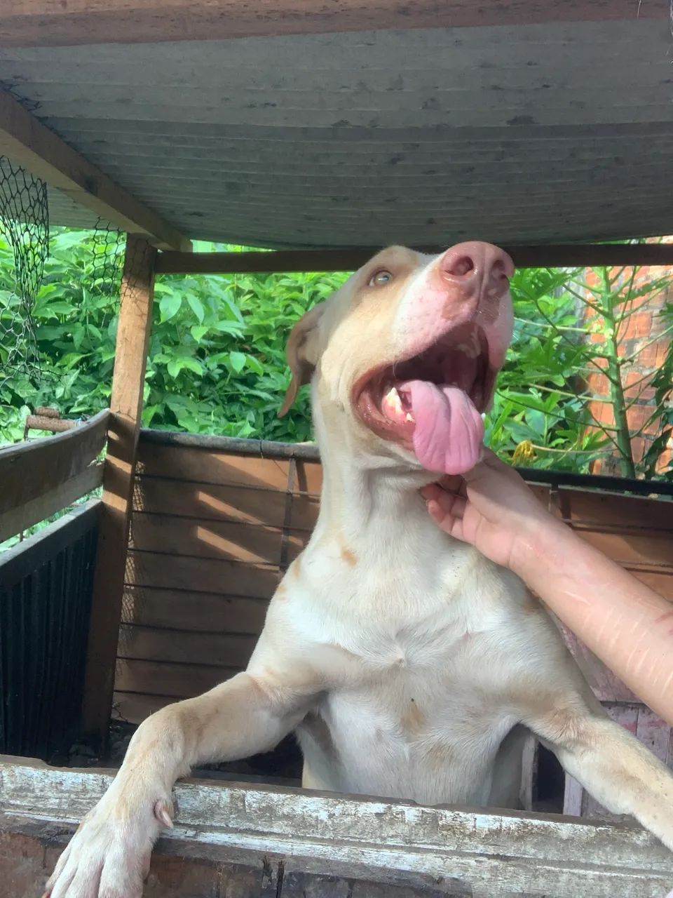 Doação  - Foto 3