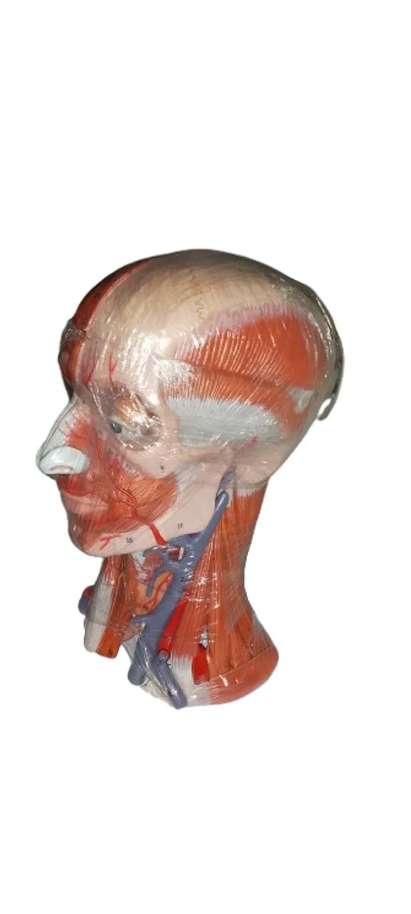Modelo Cabeça Anatômica medicina importada  - Foto 2