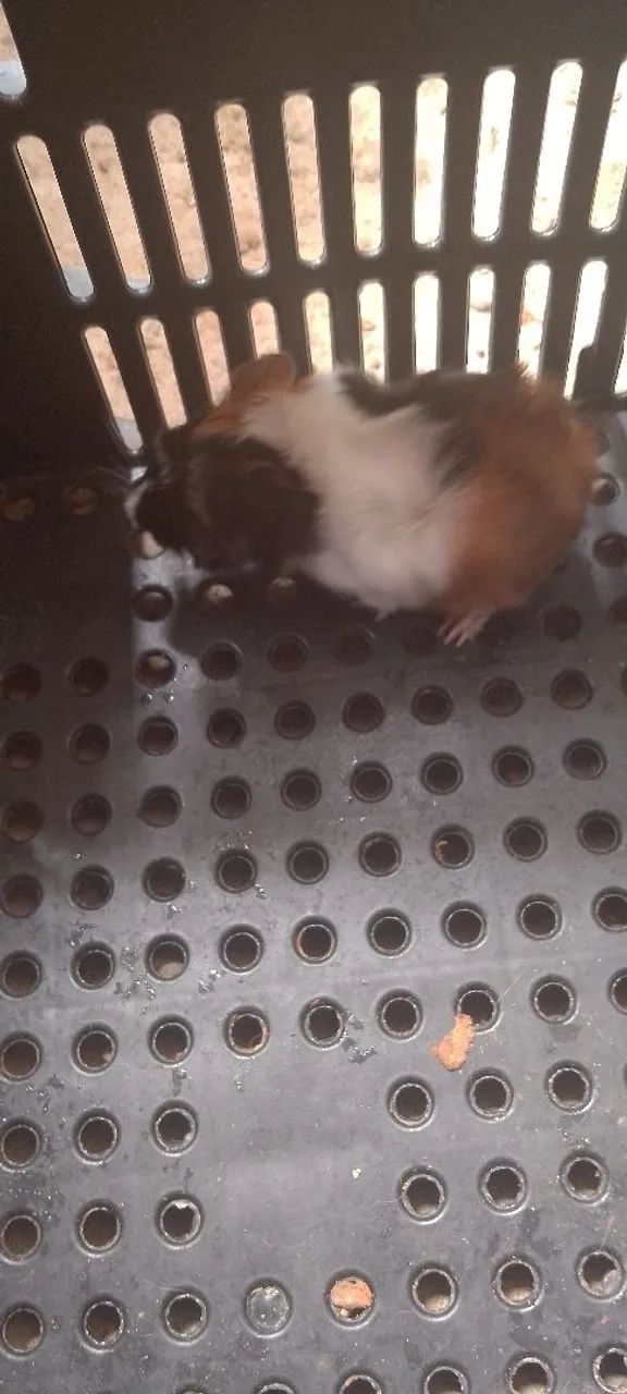 Filhote fêmea abissinio  - Foto 2