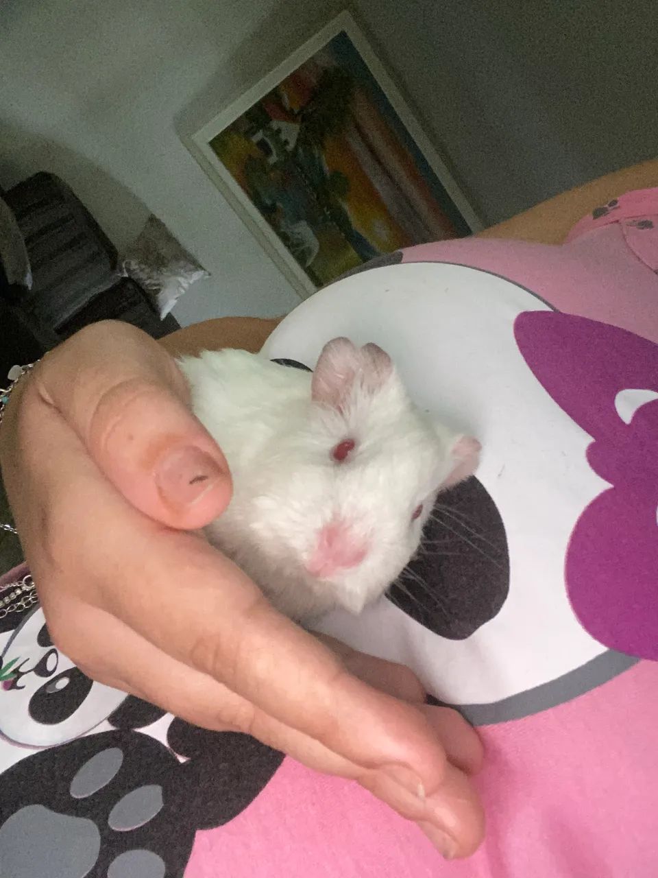 Porquinho da índia  - Foto 3