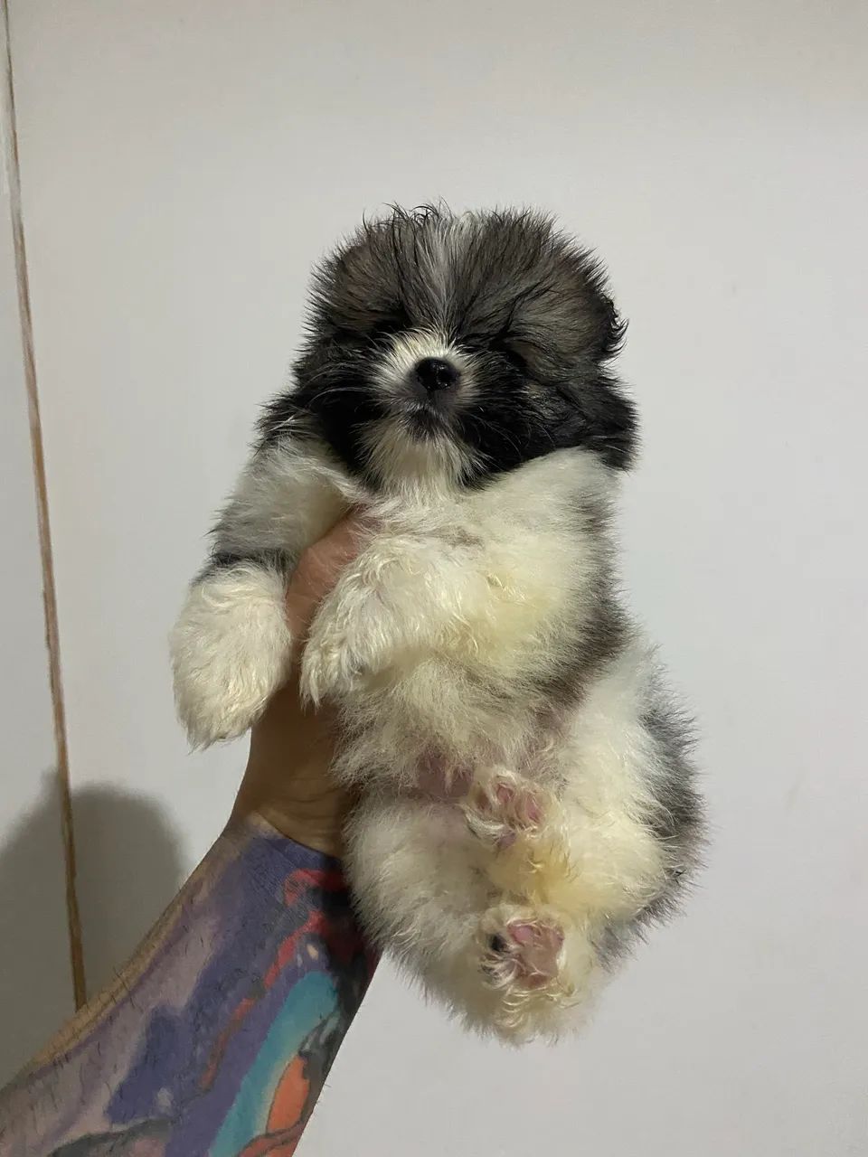 Spitz alemão (lulu) - Foto 3